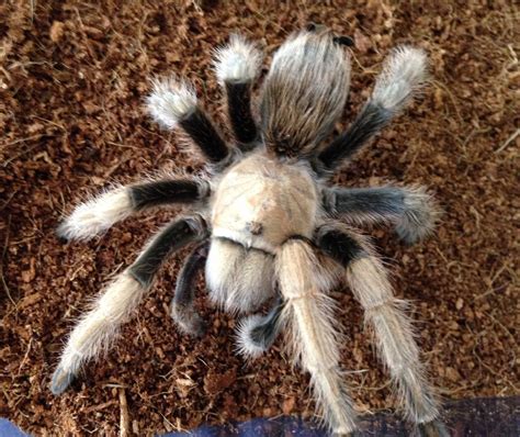 Aphonopelma chalcodes .
